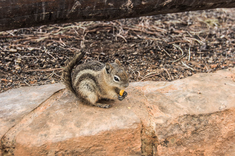 Squirrel im Bryce Canyon National Park