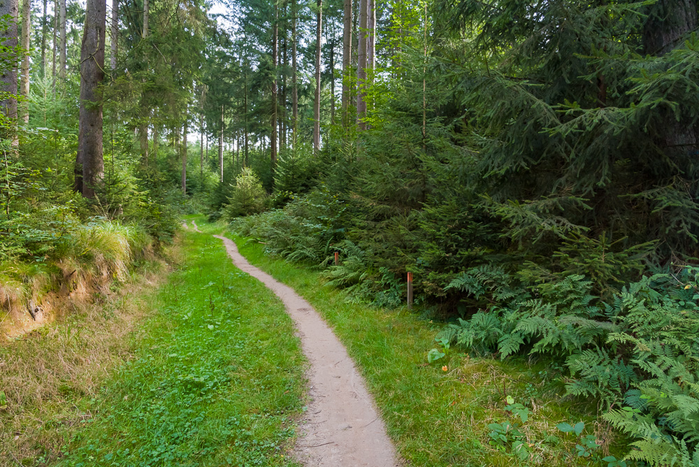 Schmaler Waldweg in Richtung Hasselbrack